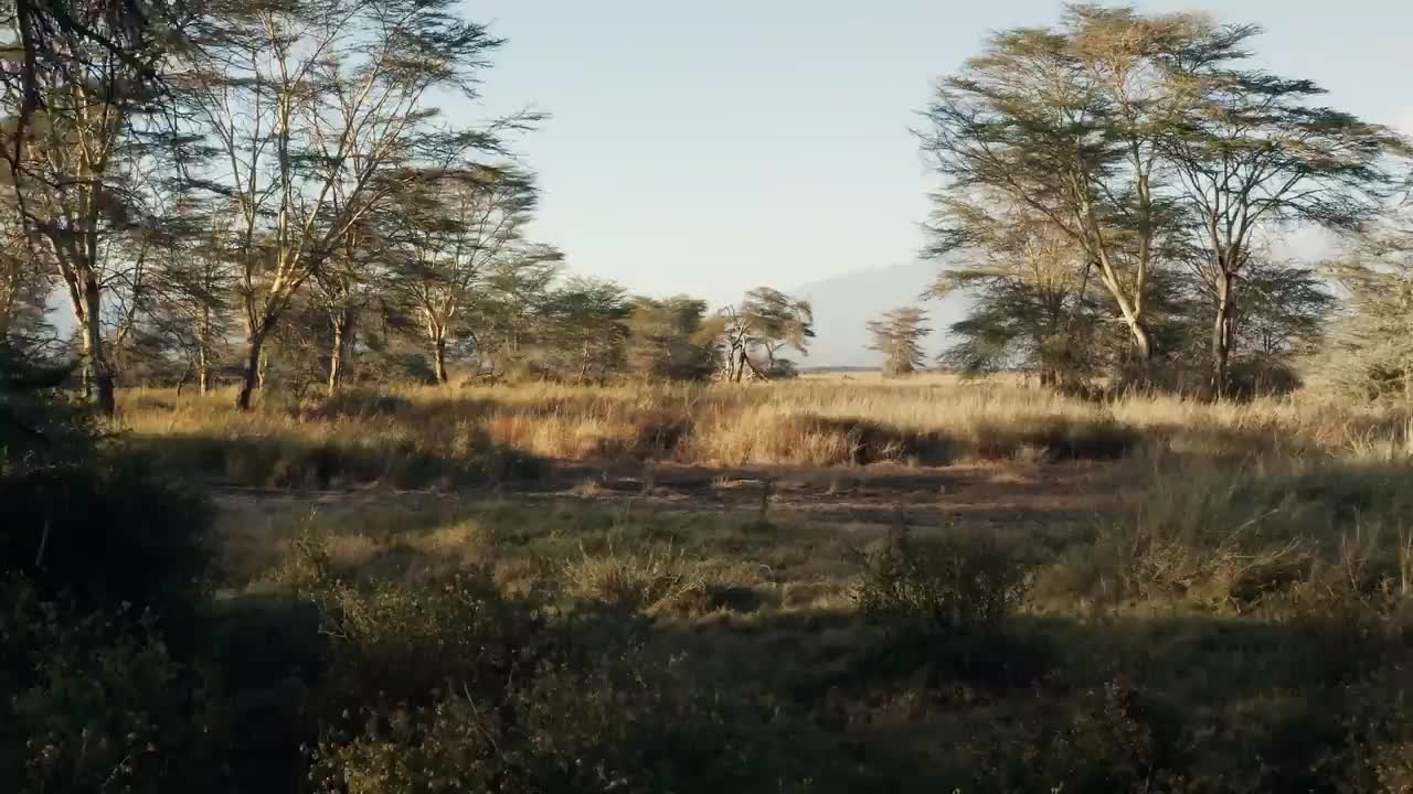 Video post from comvita_nz.