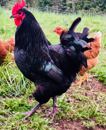 Photo post from hungryhollowfarm.