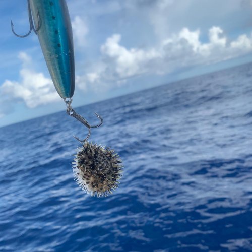 Photo post from ejs_fishing_charters.