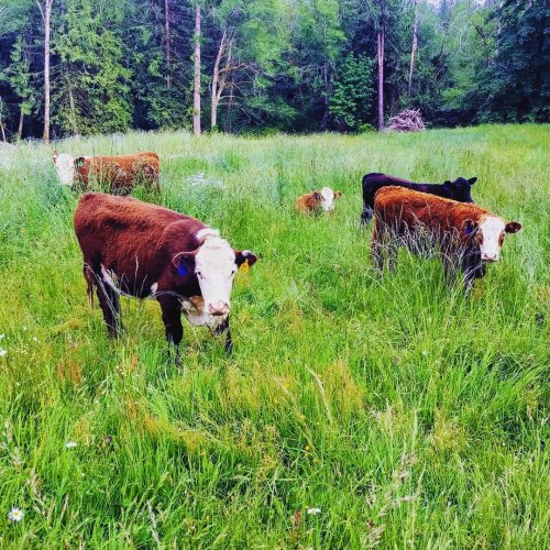 Photo post from hungryhollowfarm.