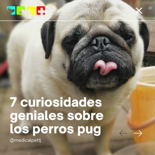 Carousel post from medicalpettj.