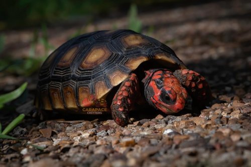 Photo post from carapacecritters.