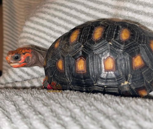 Photo post from carapacecritters.