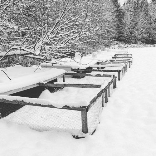 Photo post from hungryhollowfarm.