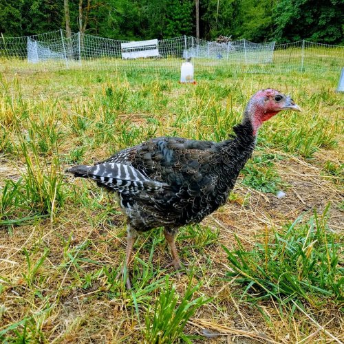 Photo post from hungryhollowfarm.