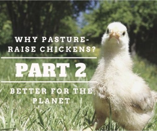 Photo post from hungryhollowfarm.