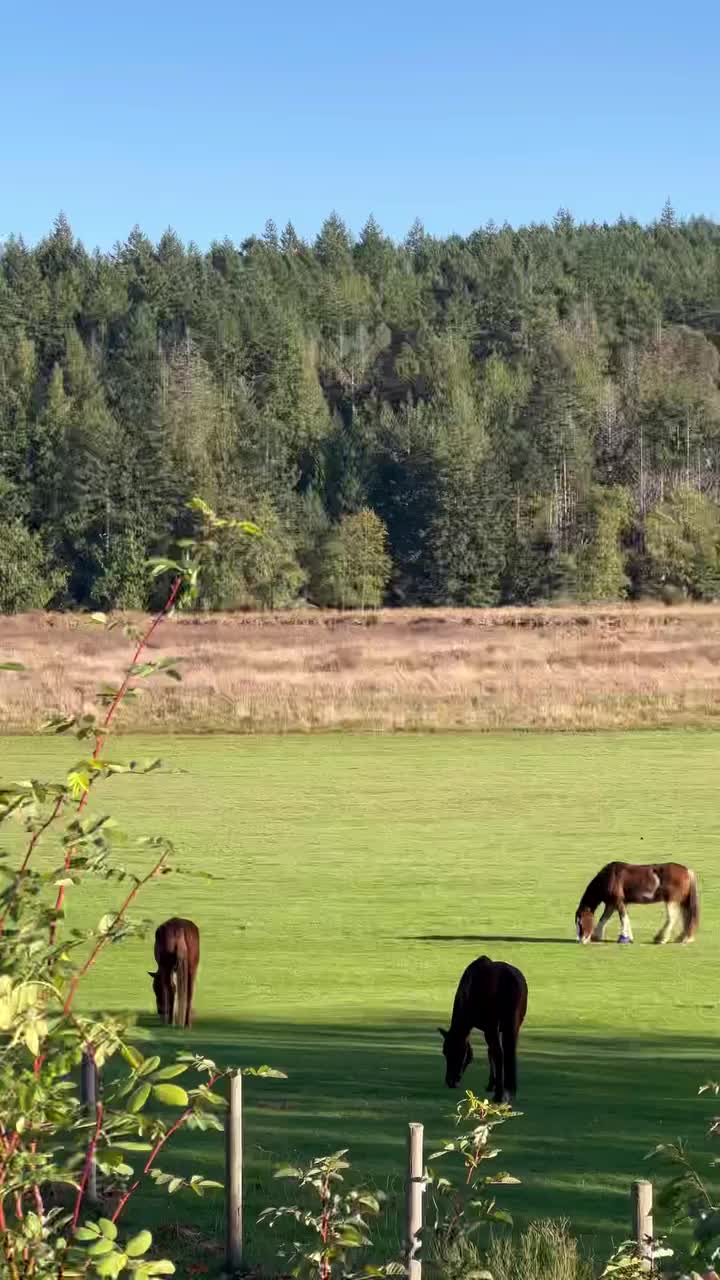 Video post from woodstonemanor.