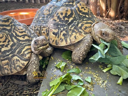 Photo post from carapacecritters.