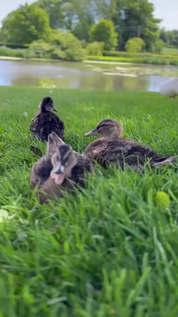 Video post from themoathouse.