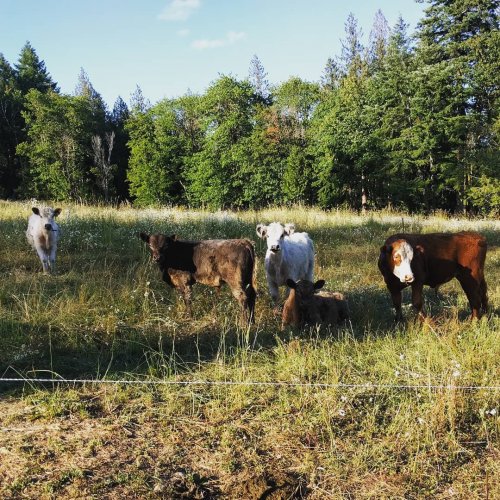 Photo post from hungryhollowfarm.