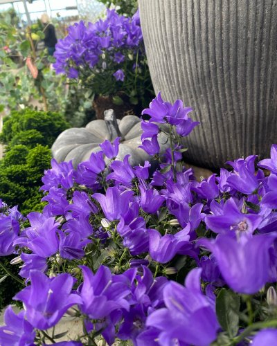 Photo post from blomsterborsen.