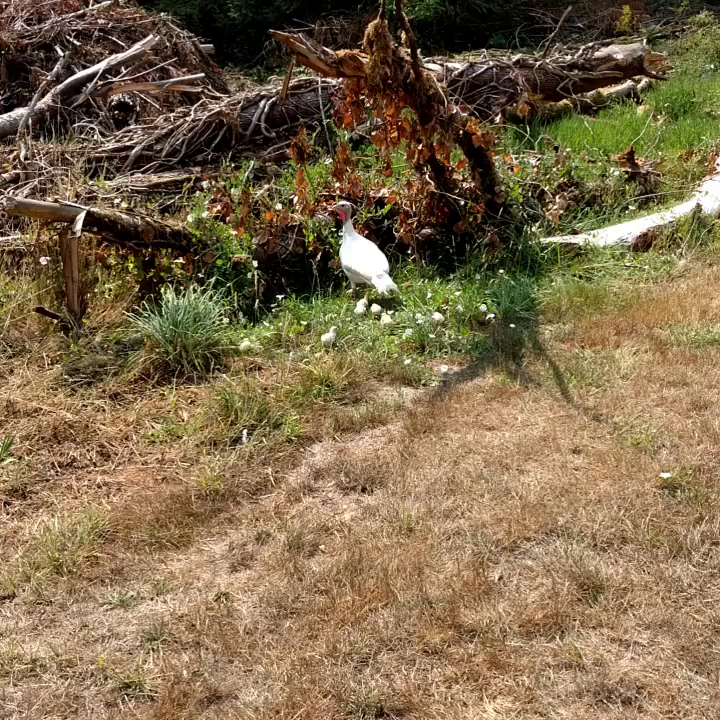 Video post from hungryhollowfarm.