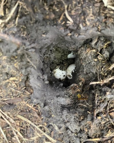 Carousel post from carapacecritters.