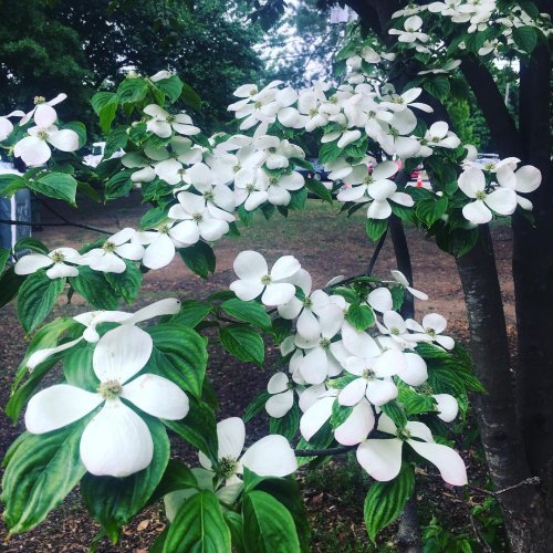Photo post from dogwoodfestival.