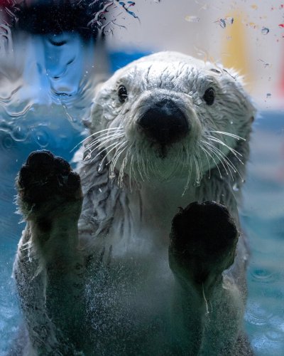 Embed Feed Embed Feed