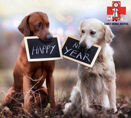 Photo post from familyanimalhospitalcm.