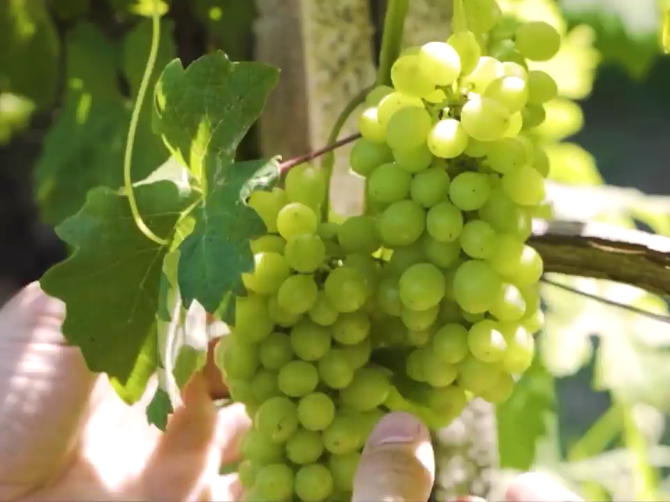Video post from purethewineryes.