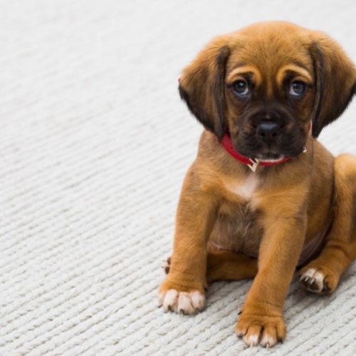 Carousel post from familyanimalhospitalcm.