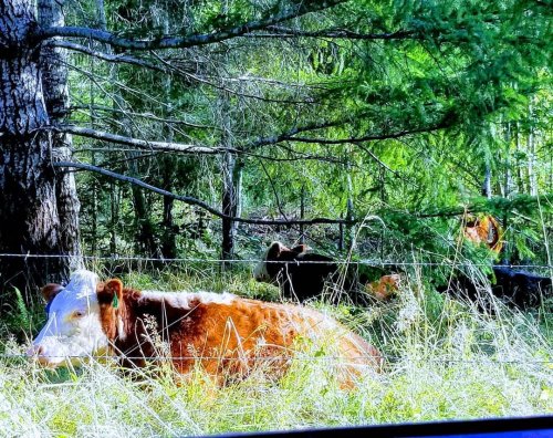 Photo post from hungryhollowfarm.