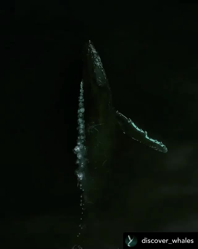 Video post from wildwitchesmagic.