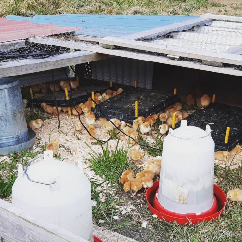 Photo post from hungryhollowfarm.