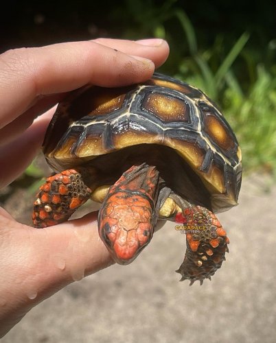 Carousel post from carapacecritters.