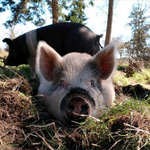 Photo post from hungryhollowfarm.