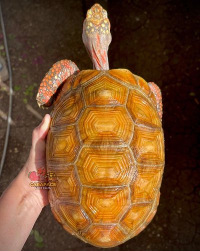 Photo post from carapacecritters.