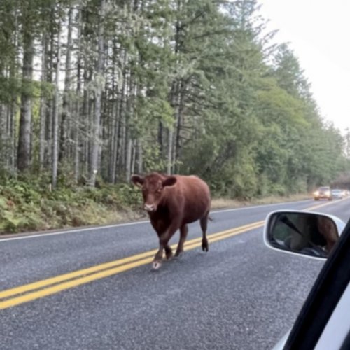 Photo post from hungryhollowfarm.
