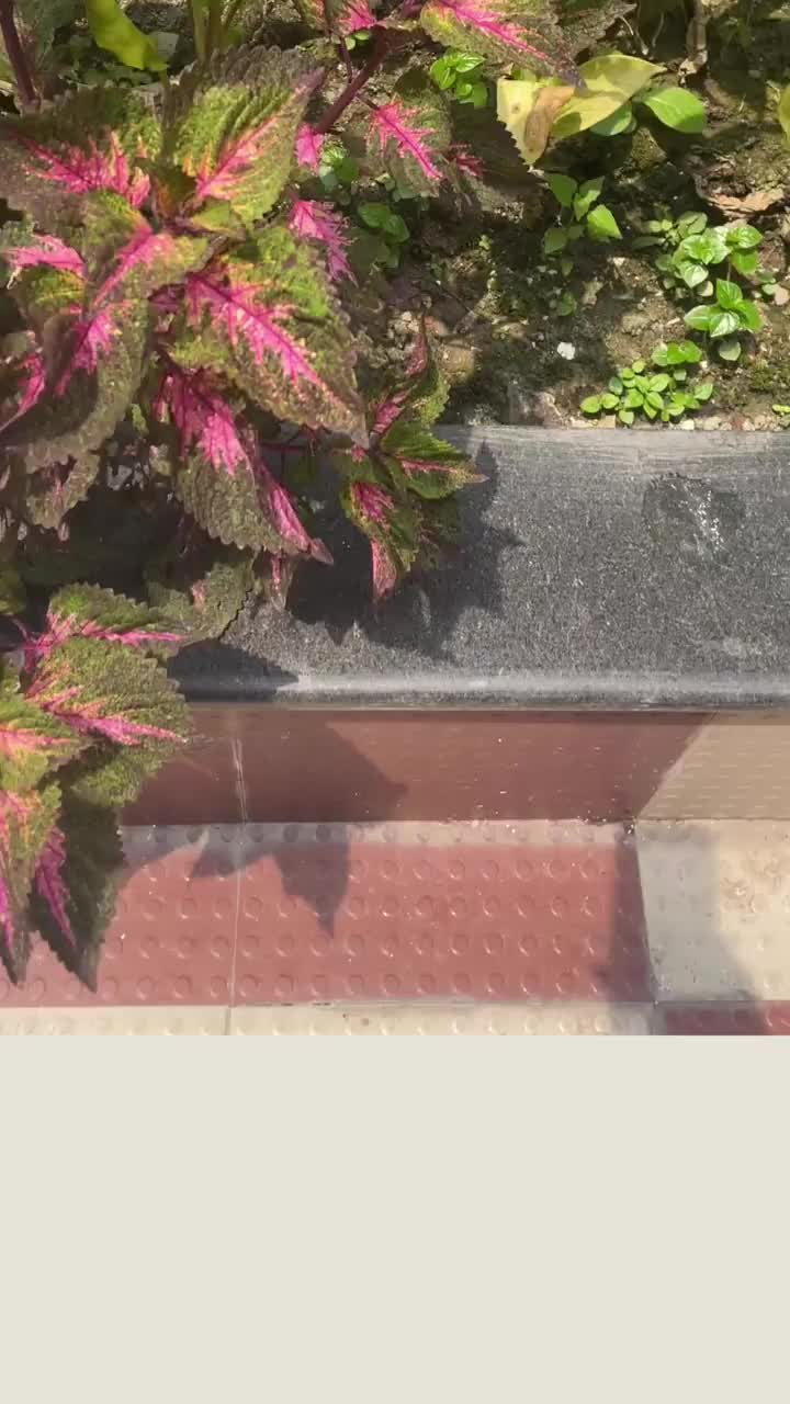 Video post from purkinje_crazyforplants.