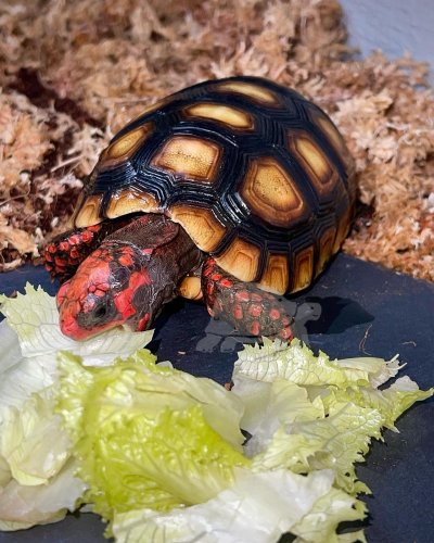 Photo post from carapacecritters.