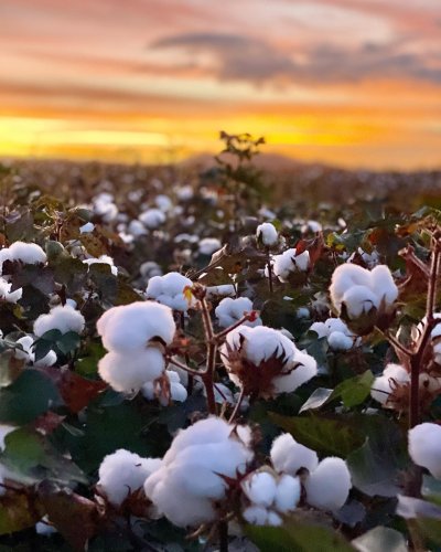 Photo post from howefarming.