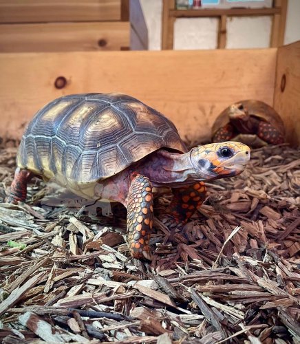 Photo post from carapacecritters.