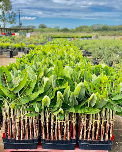 Photo post from howefarming.