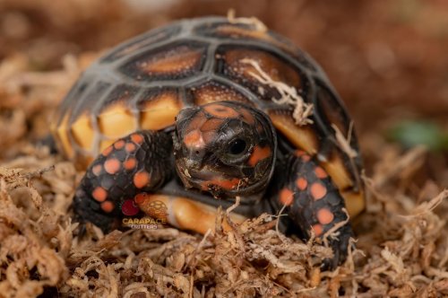 Photo post from carapacecritters.