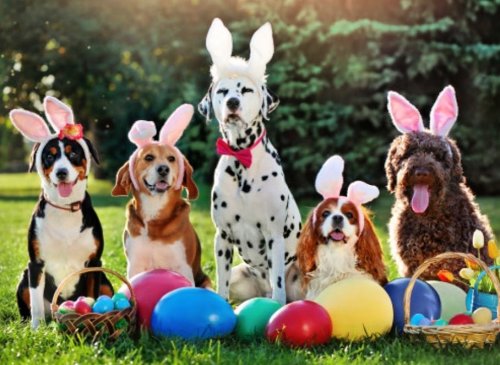 Photo post from familyanimalhospitalcm.