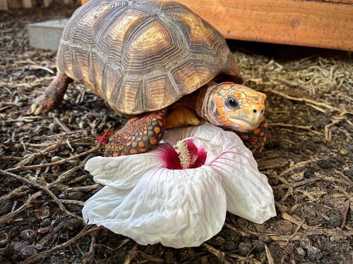 Photo post from carapacecritters.