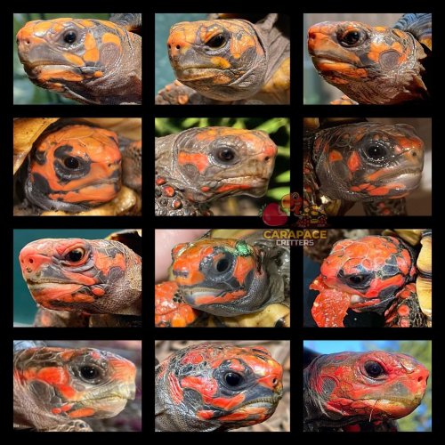 Photo post from carapacecritters.