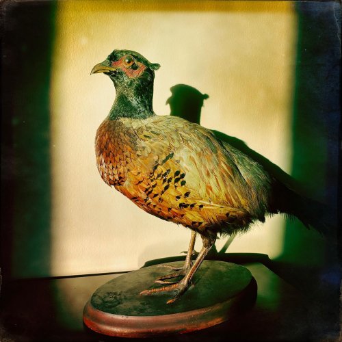 Photo post from freyaetthor.