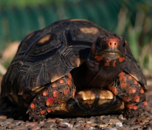 Photo post from carapacecritters.