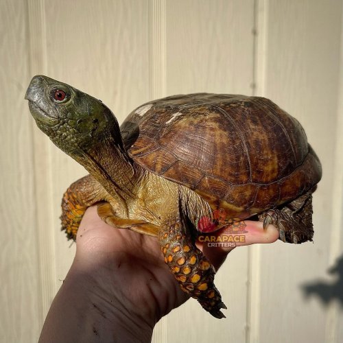 Carousel post from carapacecritters.