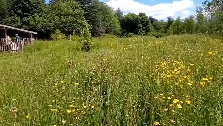 Video post from woodmeadowtrust.