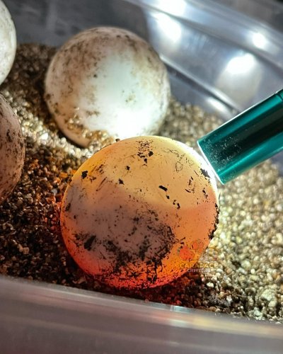 Photo post from carapacecritters.