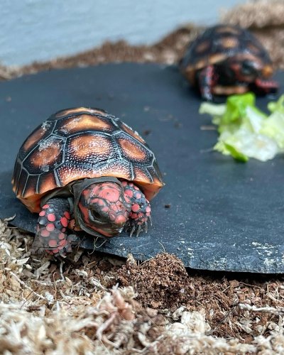 Photo post from carapacecritters.