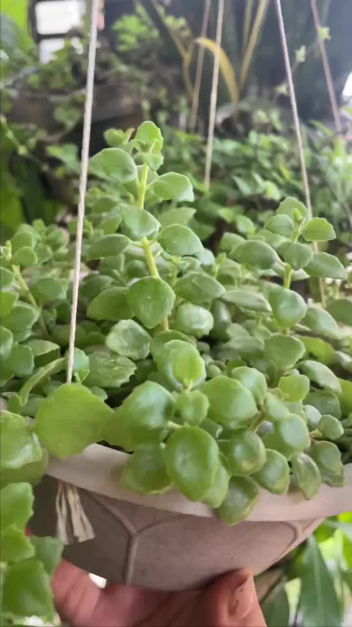 Video post from purkinje_crazyforplants.