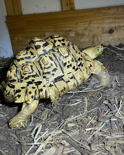 Photo post from carapacecritters.