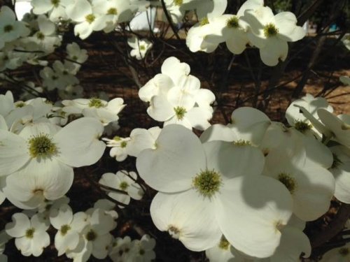 Photo post from dogwoodfestival.