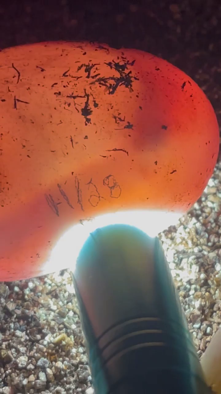 Video post from carapacecritters.