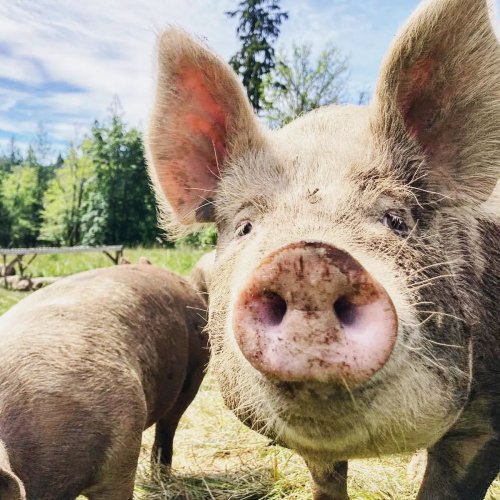 Photo post from hungryhollowfarm.