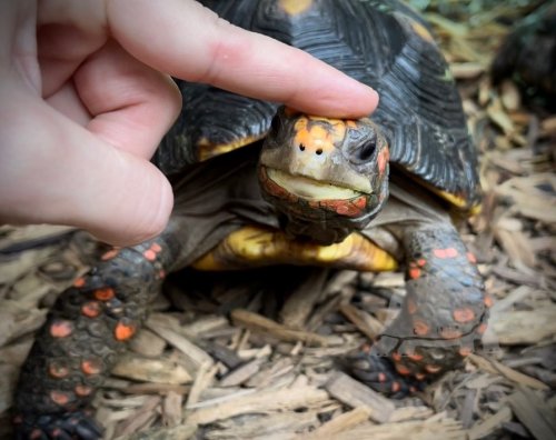 Photo post from carapacecritters.